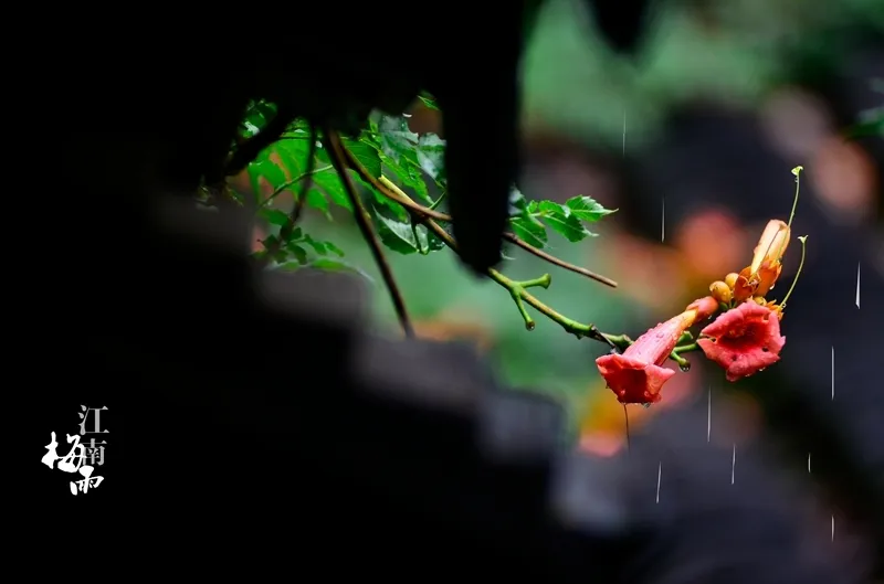 梅雨季節